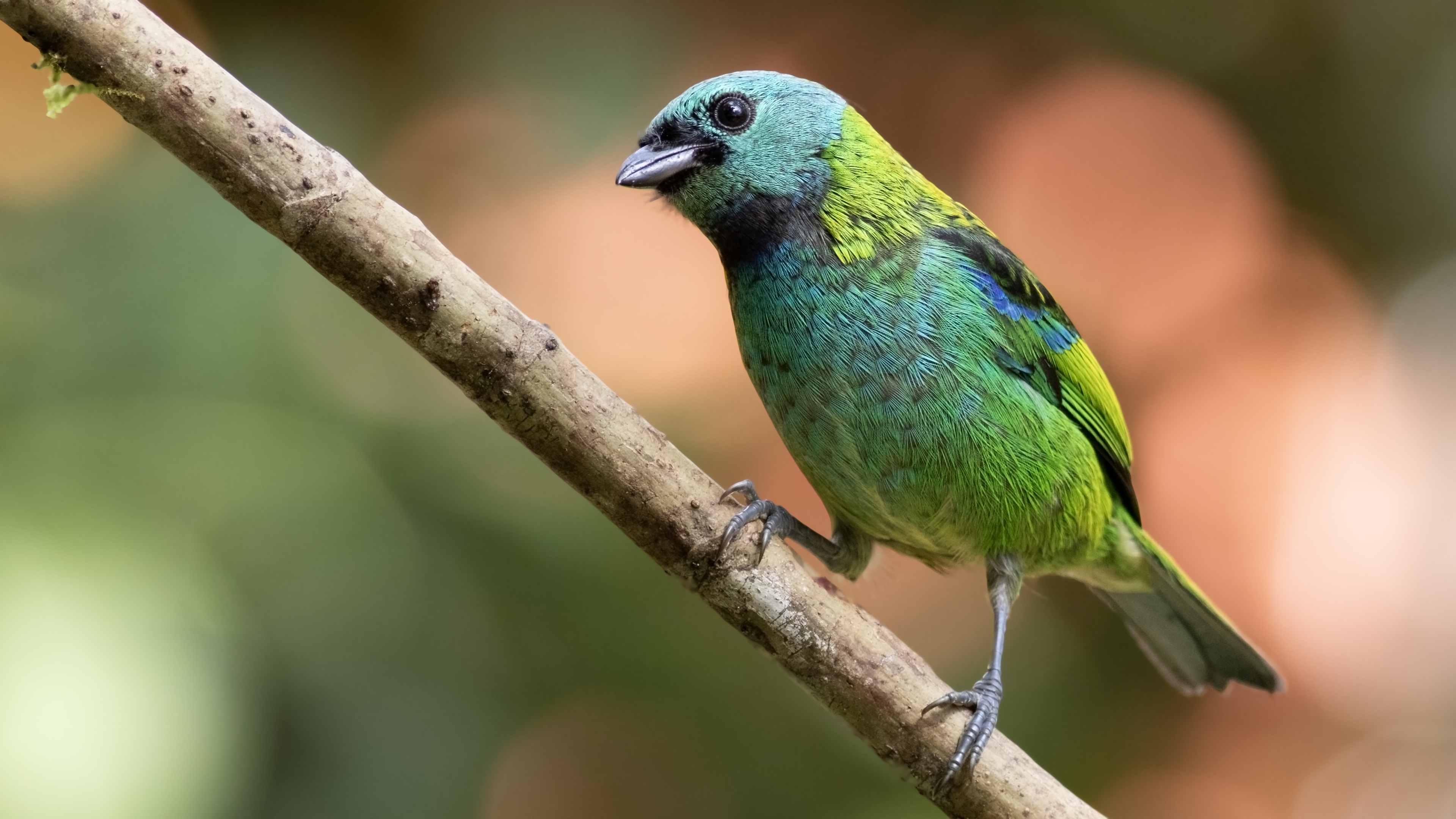 Green-headed Tanager
